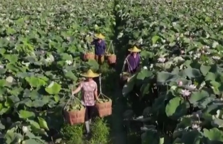 【新思想引領新征程】鄉(xiāng)村振興邁出堅實步伐