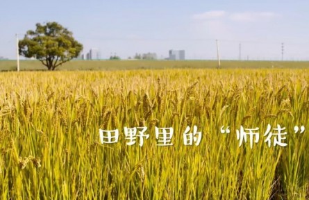 田野里的“師徒”