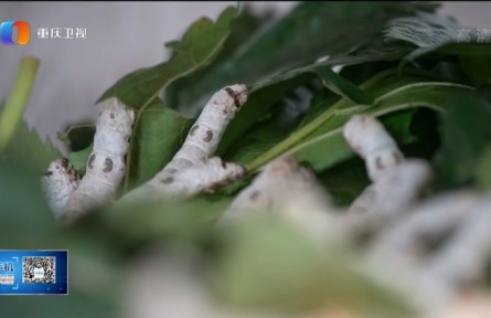 西南大學：踐行有組織科研新模式 助力蠶桑產業(yè)轉型升級