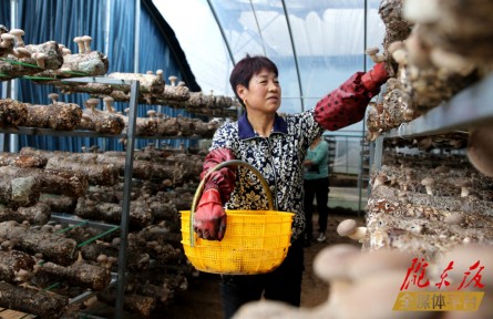 甘肅慶陽(yáng)西峰區(qū)：特色產(chǎn)業(yè)富民興村