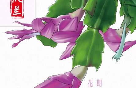物種故事 | 蟹爪蘭：雖然名字帶蘭，但我是正宗的“仙人掌”