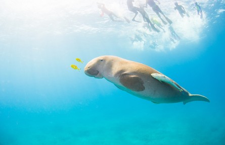物種故事 | 儒艮：喜食海草的“美人魚”