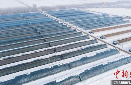 新疆兵團：設施大棚里奏響冬日“增收曲”