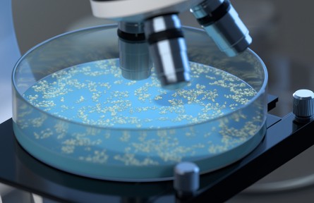 科技名詞 | 霉菌  mold，mould