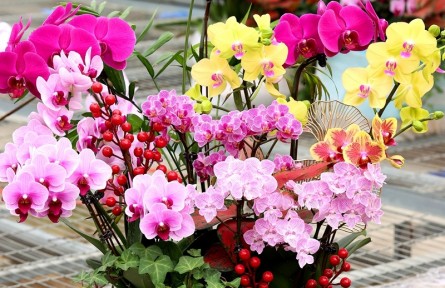 美不勝收！探訪河南鄭州這個(gè)蝴蝶蘭培育基地