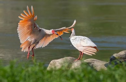 陜西佛坪：朱鹮在“熊貓村”安家