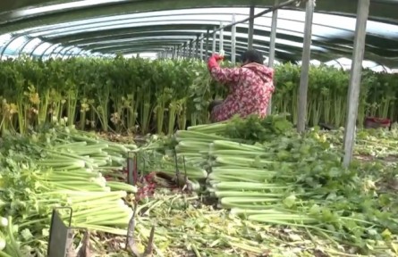 蔬菜產(chǎn)區(qū)多措并舉穩(wěn)產(chǎn)保供