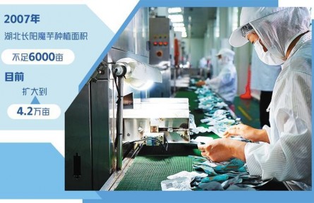 湖北長陽：打造魔芋全產(chǎn)業(yè)鏈