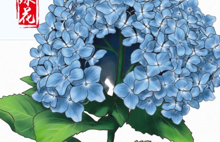 物種故事 | 繡球花：一花開出百花風(fēng)采，“花團錦簇”非我莫屬