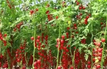 【傳感中國(guó)】訂制全新滋味