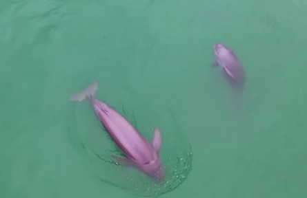 農(nóng)業(yè)農(nóng)村部：長(zhǎng)江禁漁工作取得階段性成效