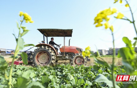 湖南常寧：人勤春來(lái)早 春耕備耕忙