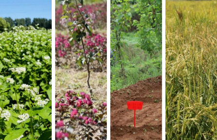 北京平谷：15個“博士”農(nóng)場落地峪口，加快農(nóng)業(yè)升級助力鄉(xiāng)村振興