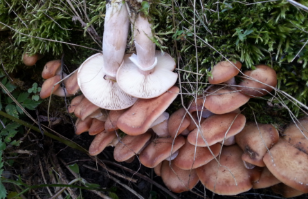 物種故事 | 榛蘑：家喻戶(hù)曉的食用菌