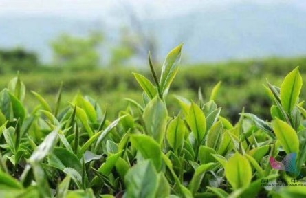 辟謠 | 綠茶寒紅茶暖？關(guān)于茶葉的8個(gè)誤區(qū)
