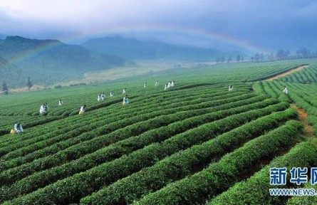 萬里茶道：小小茶葉如何讓中國(guó)與世界相遇？