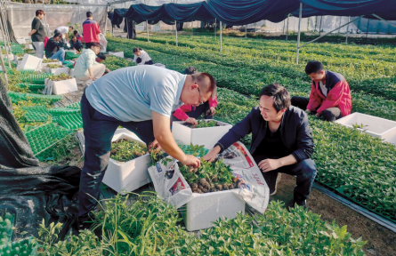 南繁科技“點(diǎn)亮”田野 海南三亞致富種子走向全國(guó)