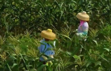 海南：黨建共建促整村授信全覆蓋 農(nóng)民生產(chǎn)有了“備用錢(qián)包”