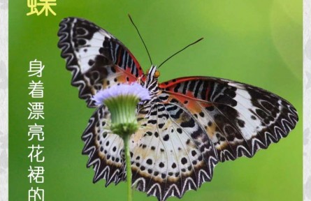 物種故事 | 白帶鋸?fù)惖荷碇粱ㄈ沟摹靶【`”