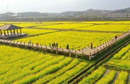 我國油菜籽生產(chǎn)與貿(mào)易知多少？