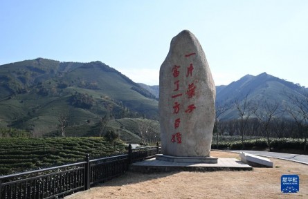 “共富茶”香，跨越2000公里的山海情緣——浙江安吉黃杜村與西部山鄉(xiāng)的共富之路