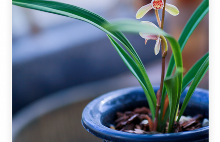 名言 | 諸葛亮：夫君子之行，靜以修身，儉以養(yǎng)德