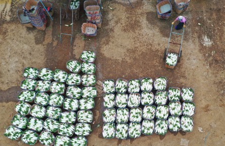 廣西柳州：蘿卜田里奏響豐收曲