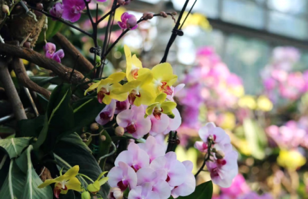 物種故事 | 蘭花：悠悠蘭草香，謙謙君子心