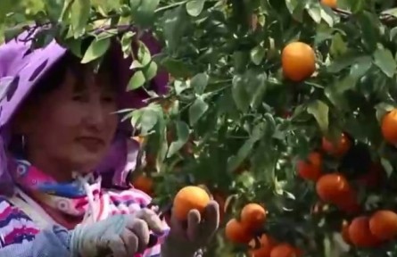 云南彌勒：晚熟沃柑上市 果農再獲豐收