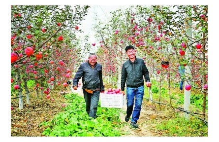 小蘋果”咋就挑起了“金扁擔(dān)”——陜西延安全面推進(jìn)鄉(xiāng)村振興的實踐探索