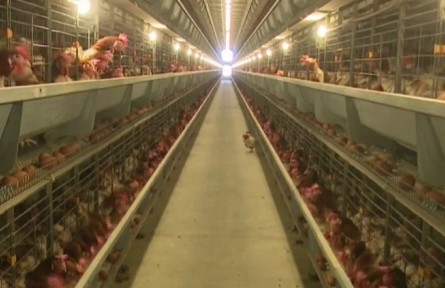 中國地方雞基因組系列液相芯片“神農(nóng)1號”研發(fā)成功