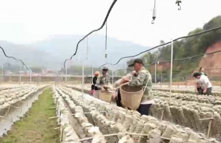 龍頭帶動 消費(fèi)幫扶 滬滇協(xié)作助力產(chǎn)業(yè)升級