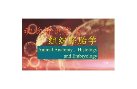 《動物解剖學(xué)與組織胚胎學(xué)》課程系列視頻