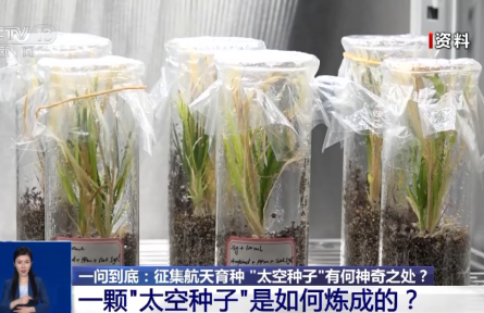 航天育種實(shí)驗(yàn)如何開展？“上天入地”的“太空種子”這樣煉成