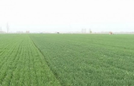 河南商丘：936萬畝小麥進(jìn)入拔節(jié)期