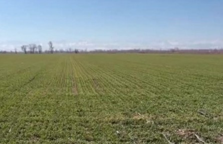 新疆兵團(tuán)：冬小麥返青見(jiàn)綠 農(nóng)技專(zhuān)家當(dāng)好“服務(wù)員”