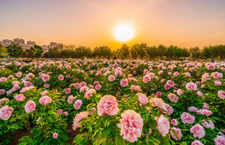 賞牡丹、品牡丹、唱牡丹……山東菏澤進(jìn)入“牡丹時(shí)刻”！