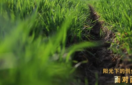 “新農(nóng)人”孫振中、魏巧夫婦：陽光下的創(chuàng)業(yè)