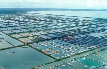 廣東：向海圖強(qiáng) 大力發(fā)展現(xiàn)代化海洋牧場(chǎng)