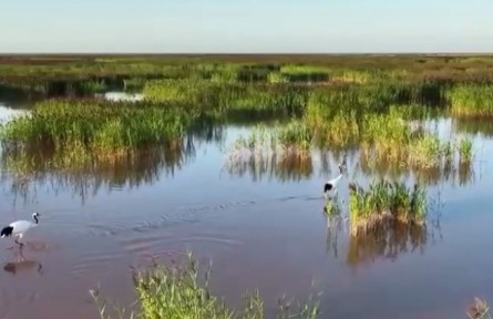 母親河生機勃勃 黃河禁漁專項執(zhí)法行動啟動