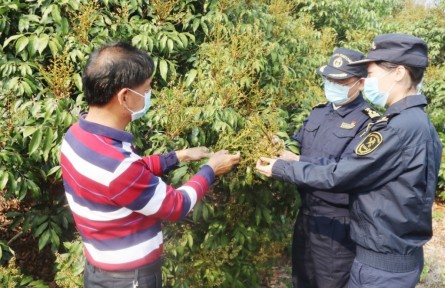 海關(guān)為茂名荔枝擴(kuò)大出口“搭好臺、鋪好路”