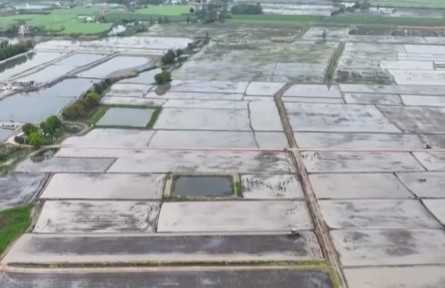 安徽蕪湖：擴(kuò)面積攻單產(chǎn) 8萬(wàn)畝再生稻進(jìn)入插秧期