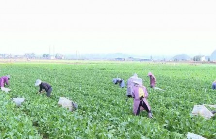 云南文山：千方百計促進(jìn)脫貧人口增收致富