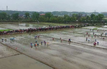 農(nóng)耕樂 賽插秧！長沙寧鄉(xiāng)灰湯舉辦第二屆農(nóng)耕民俗文化節(jié)