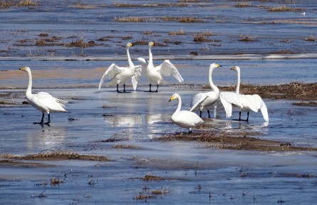 內(nèi)蒙古阿魯科爾沁旗迎來(lái)大天鵝遷徙高峰