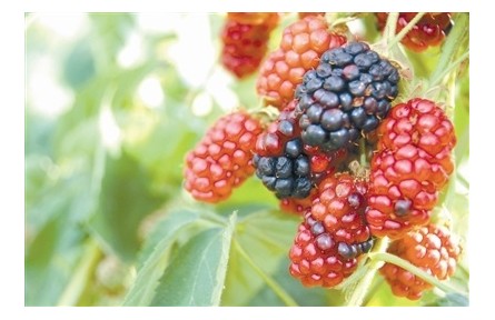 物種故事 | 桑：扎根中華的“神樹(shù)”