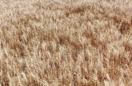 1500000000畝鹽堿地，能否再造一個(gè)“大國(guó)糧倉(cāng)”