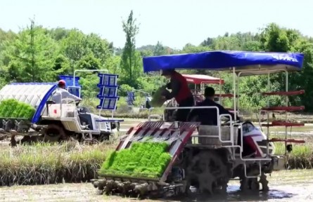 安徽池州：33萬(wàn)畝早稻栽插全面鋪開