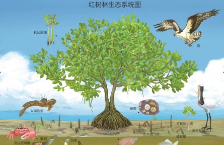 物種故事 | 紅樹(shù)：海岸線上奇特的“胎生”植物