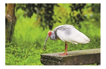 浙江杭州：“東方寶石”朱鹮來安家啦！西溪濕地朱鹮回歸試驗獲階段性成果